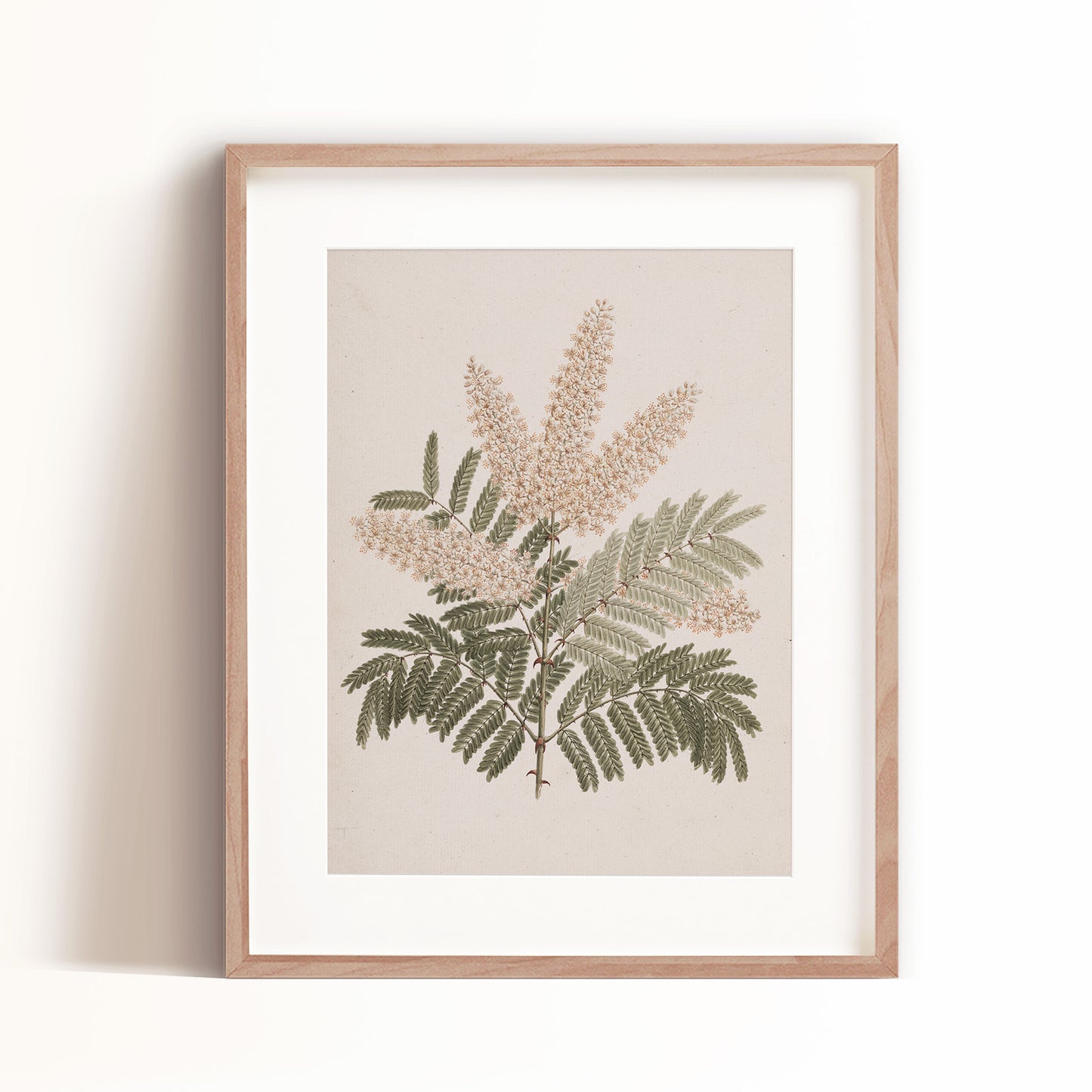 Forest Ferns Art Print