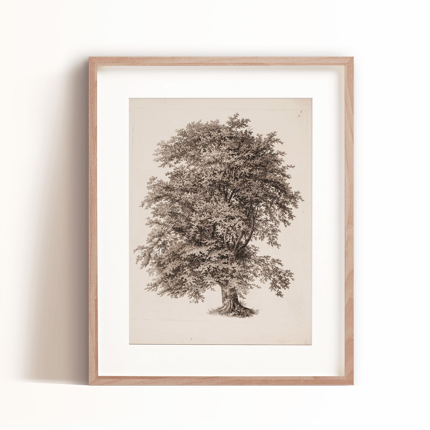 Weathered Oak Tree Art Print